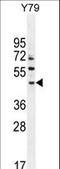 AFG1 Like ATPase antibody, LS-C165663, Lifespan Biosciences, Western Blot image 