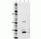 mCherry Tag  antibody, M11217, Invitrogen Antibodies, Immunoprecipitation image 