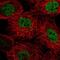 Parkin Coregulated Like antibody, NBP2-56212, Novus Biologicals, Immunofluorescence image 
