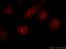 Cell division cycle-associated protein 7 antibody, 15249-1-AP, Proteintech Group, Immunofluorescence image 