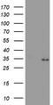 Proteasome subunit alpha type-4 antibody, TA504059, Origene, Western Blot image 