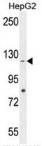 Coiled-Coil Domain Containing 15 antibody, AP50769PU-N, Origene, Western Blot image 