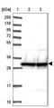 Small Nuclear Ribonucleoprotein Polypeptide A antibody, NBP2-33465, Novus Biologicals, Western Blot image 