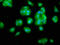 N-Acetylneuraminate Synthase antibody, CSB-PA885699LA01HU, Cusabio, Immunofluorescence image 