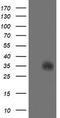 Serine dehydratase-like antibody, LS-C787465, Lifespan Biosciences, Western Blot image 
