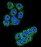 Dipeptidyl Peptidase 3 antibody, LS-C167518, Lifespan Biosciences, Immunofluorescence image 