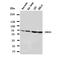 Dopamine Receptor D1 antibody, orb76085, Biorbyt, Western Blot image 