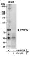 Poly(ADP-Ribose) Polymerase Family Member 12 antibody, A305-130A, Bethyl Labs, Immunoprecipitation image 