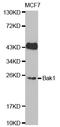 BCL2 Antagonist/Killer 1 antibody, TA326768, Origene, Western Blot image 