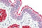 LIM Homeobox Transcription Factor 1 Alpha antibody, MBS248596, MyBioSource, Immunohistochemistry frozen image 
