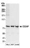 CD2 Associated Protein antibody, A304-728A, Bethyl Labs, Western Blot image 