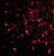 BRCA1-A complex subunit BRE antibody, orb88383, Biorbyt, Immunofluorescence image 