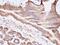 Tumor Associated Calcium Signal Transducer 2 antibody, AE00284, Aeonian Biotech, Immunohistochemistry frozen image 