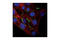Caveolin 1 antibody, 3238S, Cell Signaling Technology, Immunocytochemistry image 