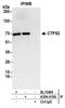 CTP Synthase 2 antibody, A304-415A, Bethyl Labs, Immunoprecipitation image 