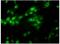 Natriuretic Peptide A antibody, PA3-228, Invitrogen Antibodies, Immunocytochemistry image 