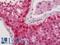 Cullin-4A antibody, LS-B11715, Lifespan Biosciences, Immunohistochemistry paraffin image 