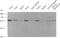 ADAM Metallopeptidase Domain 9 antibody, TA352956L, Origene, Western Blot image 