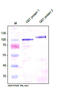 Glutathione-S-Transferase Tag antibody, AP33449PU-N, Origene, Western Blot image 