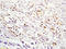 S-AG antibody, 251220, Abbiotec, Immunohistochemistry paraffin image 