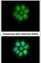 MEFV Innate Immuity Regulator, Pyrin antibody, PA5-28397, Invitrogen Antibodies, Immunofluorescence image 