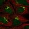 Tumor Protein P73 antibody, HPA044516, Atlas Antibodies, Immunocytochemistry image 