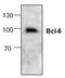 B-cell lymphoma 6 protein antibody, AHP2280, Bio-Rad (formerly AbD Serotec) , Western Blot image 