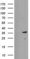 Ubiquitin Conjugating Enzyme E2 J1 antibody, MA5-26021, Invitrogen Antibodies, Western Blot image 