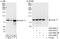 Cyclin T1 antibody, A303-496A, Bethyl Labs, Western Blot image 
