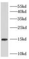 Hemoglobin Subunit Epsilon 1 antibody, FNab03827, FineTest, Western Blot image 