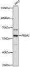DNA primase large subunit antibody, 14-094, ProSci, Western Blot image 