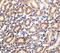 Solute carrier family 22 member 17 antibody, A09733, Boster Biological Technology, Immunohistochemistry paraffin image 