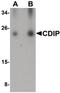 Cell Death Inducing P53 Target 1 antibody, PA5-20697, Invitrogen Antibodies, Western Blot image 