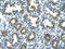 Glucuronidase Beta antibody, ARP44234_T100, Aviva Systems Biology, Immunohistochemistry frozen image 