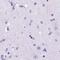 Carboxyl Ester Lipase antibody, PA5-62668, Invitrogen Antibodies, Immunohistochemistry frozen image 