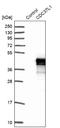 Cell Division Cycle 37 Like 1 antibody, NBP1-91772, Novus Biologicals, Western Blot image 