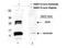 Growth Differentiation Factor 15 antibody, TA319181, Origene, Western Blot image 