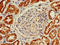 Histone Cluster 2 H2A Family Member C antibody, LS-C396038, Lifespan Biosciences, Immunohistochemistry paraffin image 