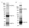 COP9 Signalosome Subunit 7B antibody, NBP2-22162, Novus Biologicals, Immunoprecipitation image 