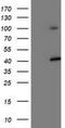 Probable 26S protease regulatory subunit 10B antibody, NBP2-00990, Novus Biologicals, Western Blot image 