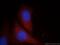 Prothrombinase antibody, 11827-1-AP, Proteintech Group, Immunofluorescence image 