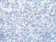 CD15 antibody, V2523-100UG, NSJ Bioreagents, Flow Cytometry image 
