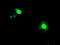 Activating Signal Cointegrator 1 Complex Subunit 1 antibody, TA503721, Origene, Immunofluorescence image 