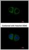 Mitochondrial Ribosomal Protein S10 antibody, NBP2-19409, Novus Biologicals, Immunofluorescence image 