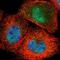 Zinc Finger Protein 597 antibody, NBP1-81982, Novus Biologicals, Immunofluorescence image 