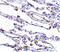 TRAF3 Interacting Protein 2 antibody, 2499, ProSci, Immunohistochemistry paraffin image 