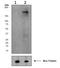 Nfm antibody, TA303832, Origene, Western Blot image 