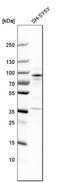Rho Guanine Nucleotide Exchange Factor 7 antibody, HPA004744, Atlas Antibodies, Western Blot image 