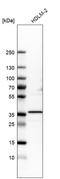 Protein phosphatase 1K, mitochondrial antibody, HPA023891, Atlas Antibodies, Western Blot image 