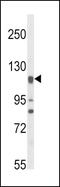 Nitric Oxide Synthase 3 antibody, MBS9202491, MyBioSource, Western Blot image 